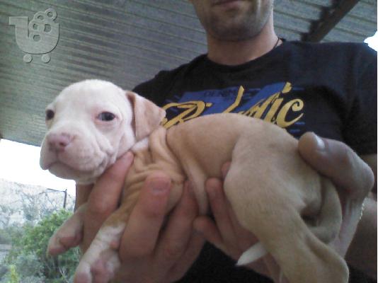 πωλουνται κουταβια πιτ μπουλ